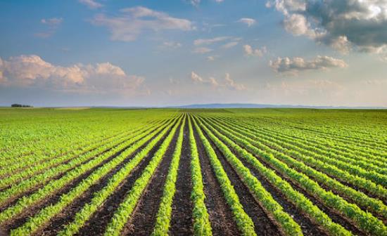 Mangimi, filiera europea ancora più sostenibile grazie a tre nuovi schemi di soia responsabile