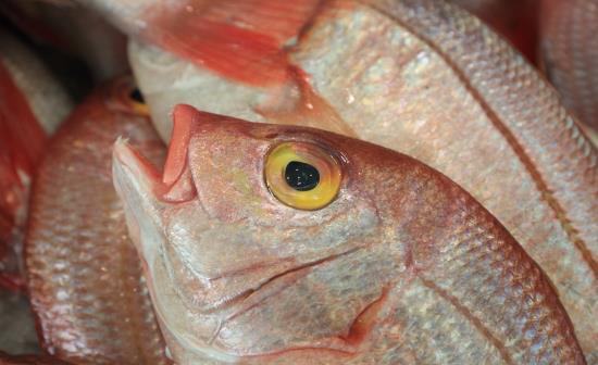 Pesce truccato con il collirio e l'ammoniaca e venduto per fresco. Come riconoscere il pesce fresco?