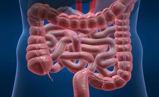 Gli organi della digestione: bocca, denti, fegato, pancreas, intestino e stomaco. 