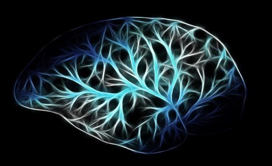 Anatomia del sistema nervoso: un viaggio nella testa alla scoperta dell'encefalo, del cervello e del midollo spinale.