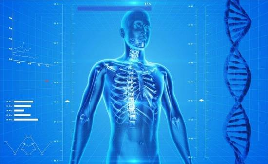 Il midollo osseo genera la maggior parte delle cellule del sangue. La sua funzione è fondamentale per la vita dell'organismo.
