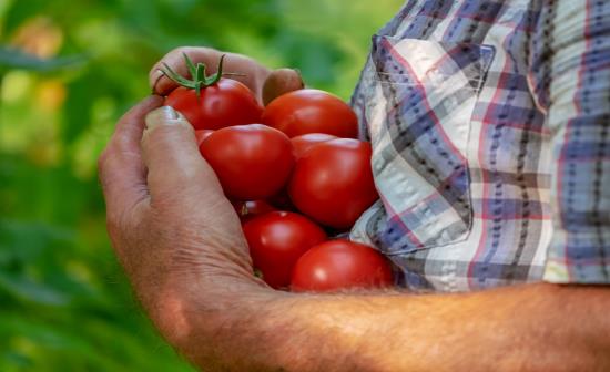 Il pomodoro è un potente antiossidante naturale. Tutte le proprietà e i benefici.